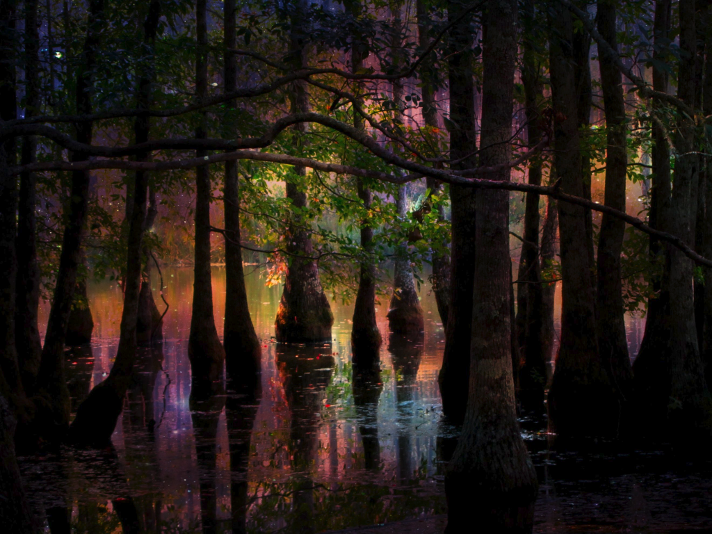 Fairie Swamp Garden echoroo Flickr original